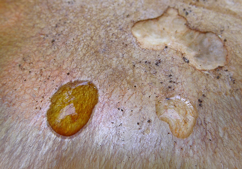 Cortinarius glaucopus da confermare.